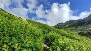 a green grassy hill with a path