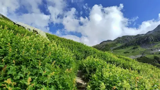 a green grassy hill with a path