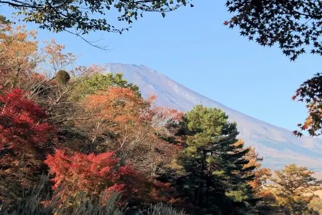 秋の紅葉と富士山