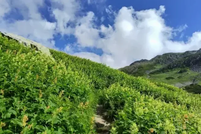 a green grassy hill with a path